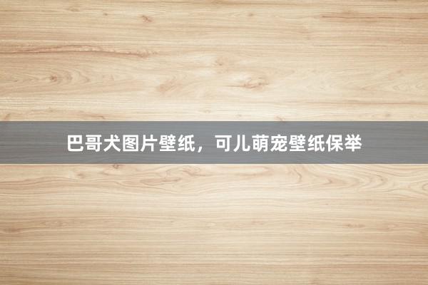 巴哥犬图片壁纸，可儿萌宠壁纸保举